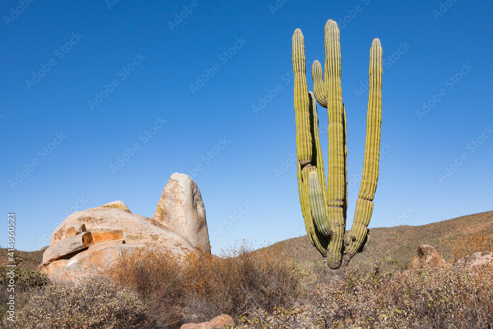 Cardon or elephant cactus Pachycereus pringlei next to a rock in Baja California, Mexico