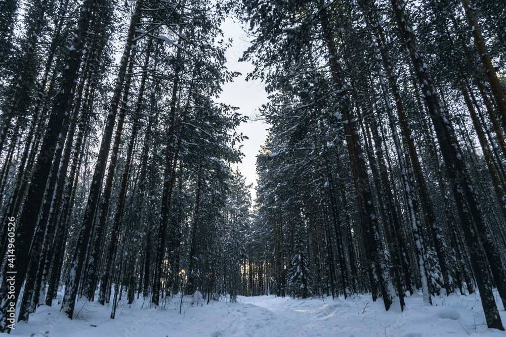 Fototapeta premium winter taiga of the Ural mountains