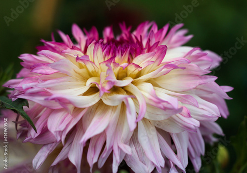 beautiful flowers in nature in the botanical garden