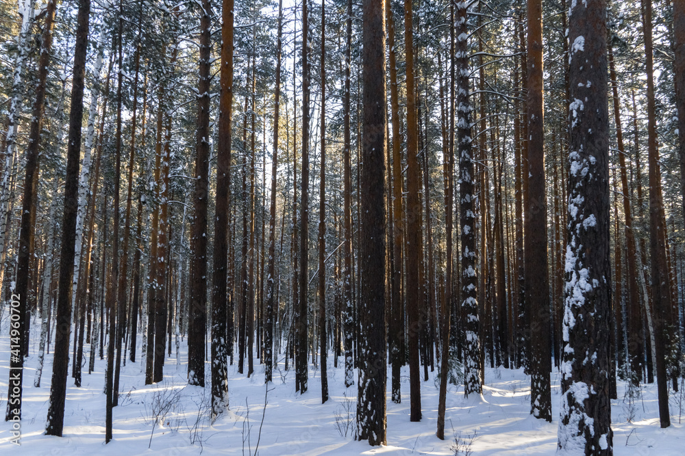 winter taiga of the Ural mountains winter taiga of the Ural mountains