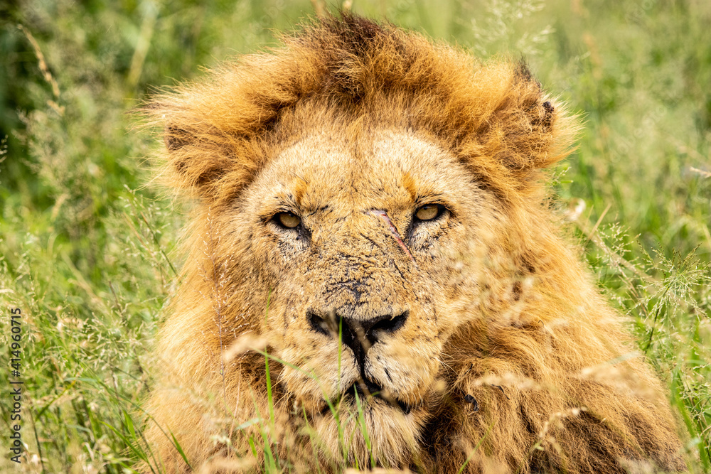 portrait of a lion portrait of a lion
