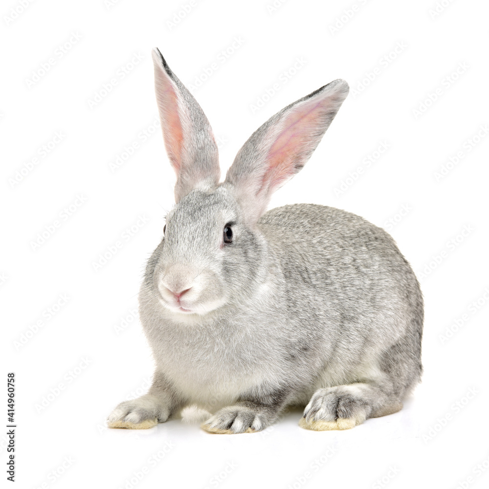 grey rabbit on a white background grey rabbit on a white background