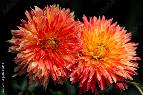 beautiful flowers in nature in the botanical garden
