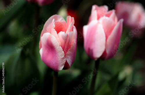 beautiful flowers in nature in the botanical garden