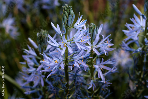 beautiful flowers in nature in the botanical garden