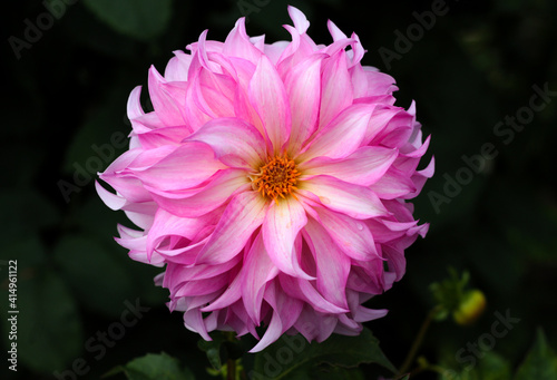 beautiful flowers in nature in the botanical garden