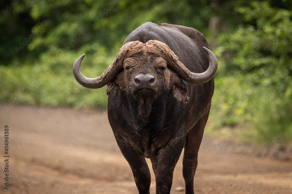 african buffalo in kruger national park african buffalo in kruger national park