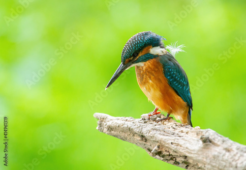 Сommon kingfisher, Alcedo atthis. The bird sits on a beautiful branch against a green background and waits for a suitable fish to appear in the river below it. A feather clung to the back of the bird