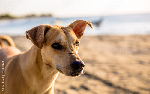 dog on the beach © Guillermo M Cantillo