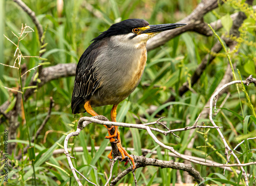 Green backed heron