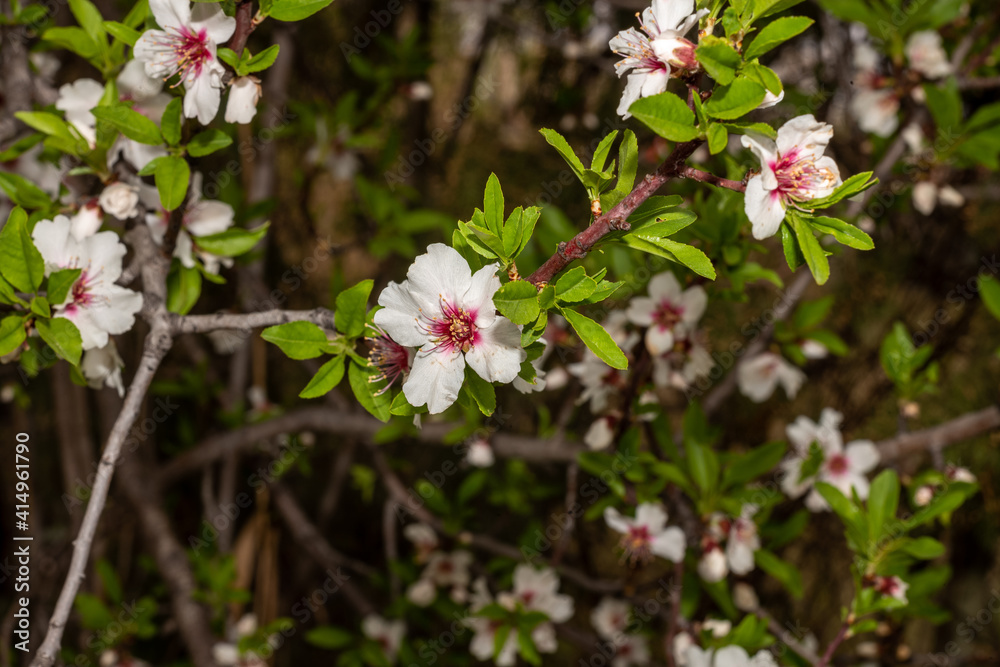 Almond blossoms