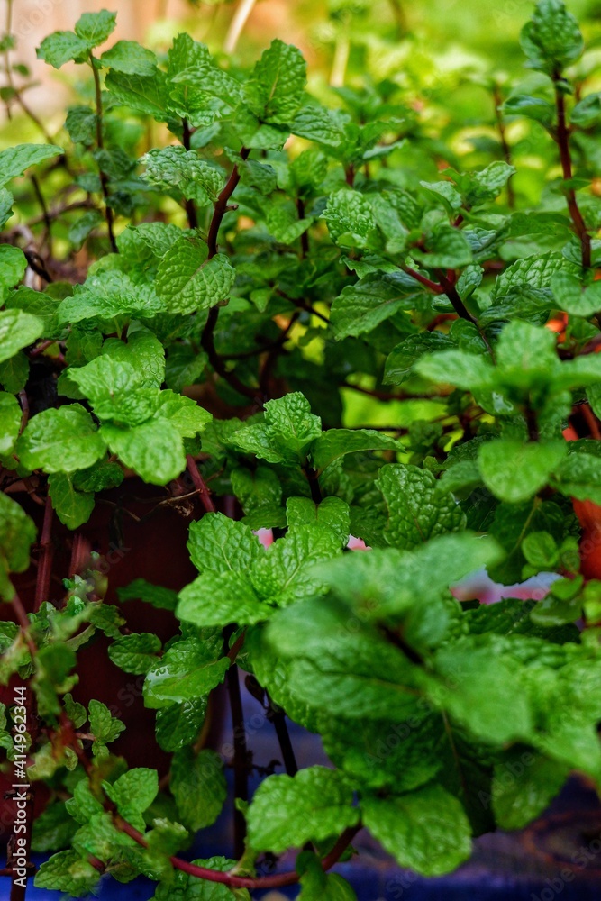 mint leaves plants thrive in a garden mint leaves plants thrive in a garden