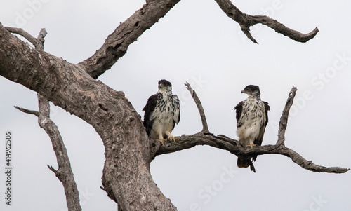 African Hawk Eagles