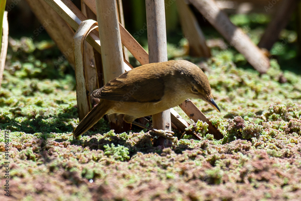 Obraz premium Rousserolle turdoïde,.Acrocephalus arundinaceus, Great Reed Warbler