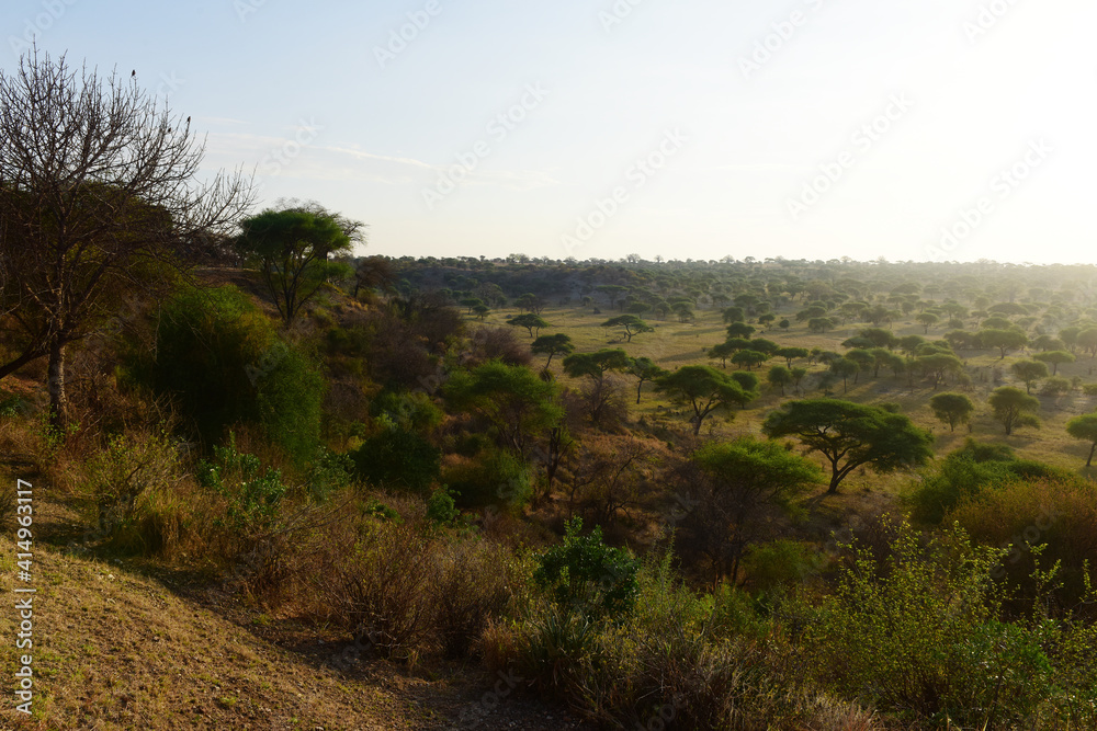 Obraz premium Akazienbäume im Tarangire-Nationalpark in Tansania