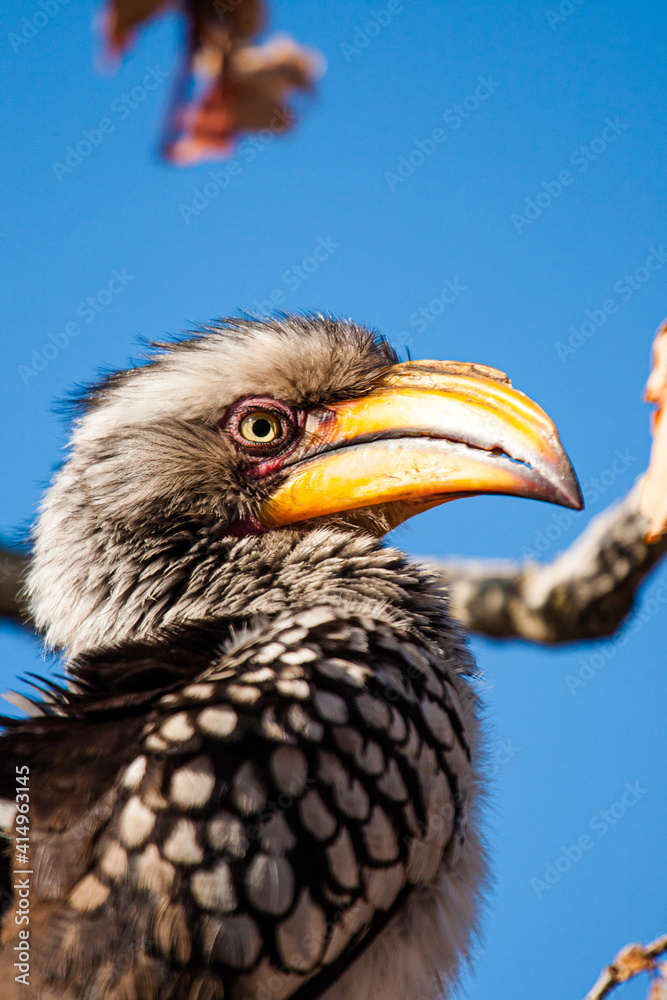 Southern Yellow-billed Hornbill looking down from a tree Southern Yellow-billed Hornbill looking down from a tree