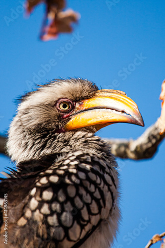 Southern Yellow-billed Hornbill looking down from a tree 