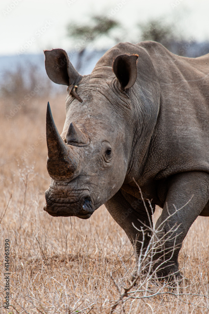 Obraz premium Southern White Rhino approaching the jeep in the Kruger National Park