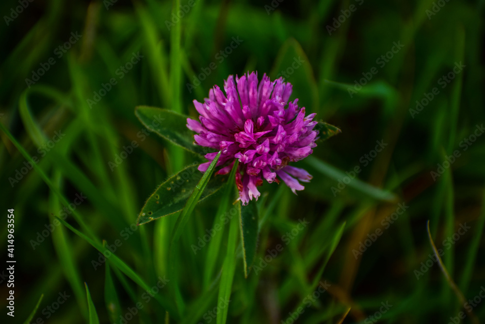 Spring Flowers , Daisy, Cherry Blossoms , Purple flower Spring Flowers , Daisy, Cherry Blossoms , Purple flower