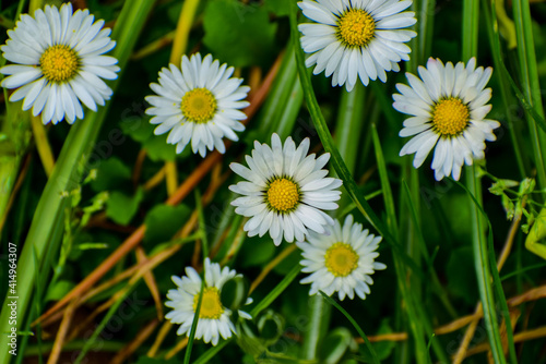 Spring Flowers   Daisy  Cherry Blossoms   Purple flower