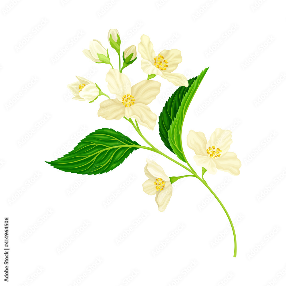 Obraz premium White Fragrant Jasmine Flowers on Stem with Green Leaves Closeup View Vector Illustration