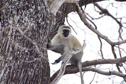 Südliche Grünmeerkatze, im Tarangire-Nationalpark in Tansania