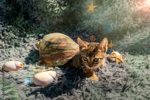 Funny tabby kitten inside a sea snail with starfish in the background