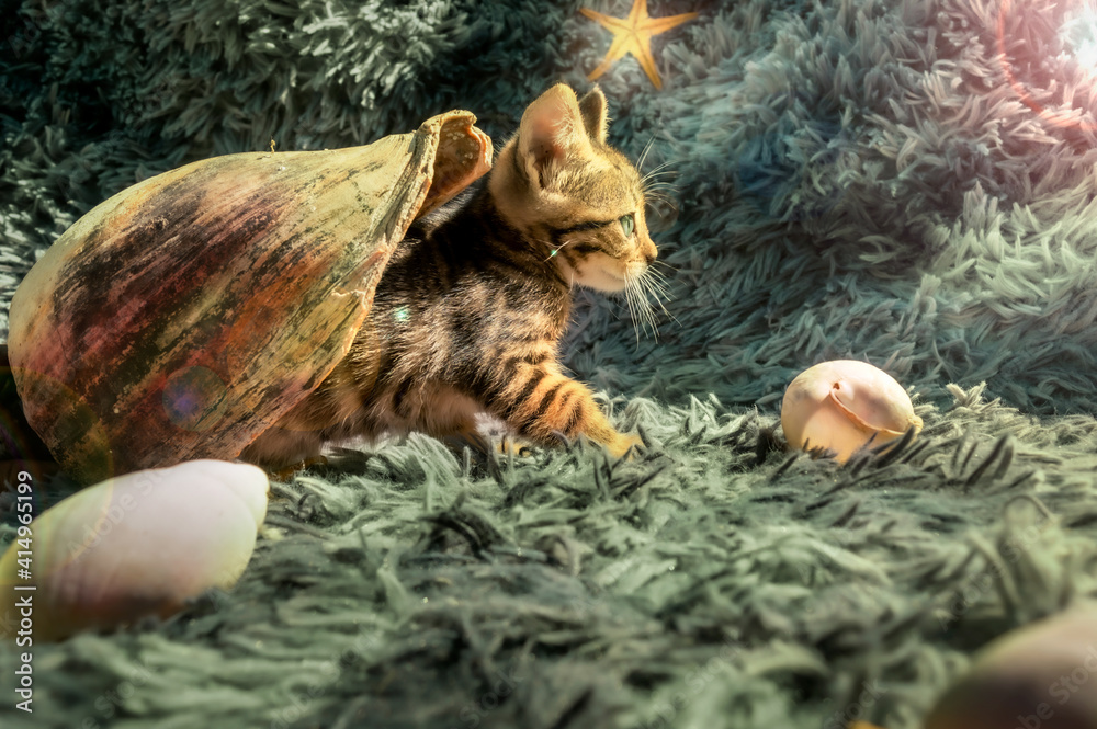 Funny little cat inside a sea snail with starfish in the background