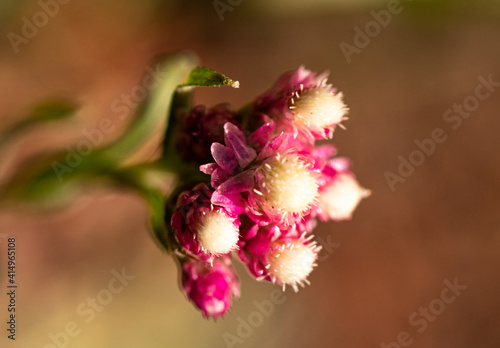 Macro of pink wild flower cluster