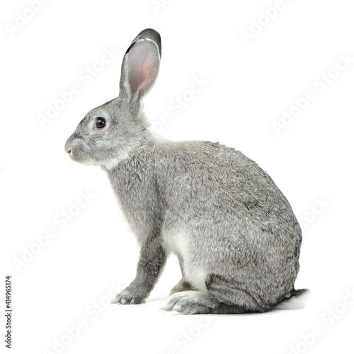Fototapeta Naklejka Na Ścianę i Meble -  grey rabbit on a white background