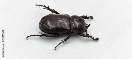 stag beetle isolated on white background