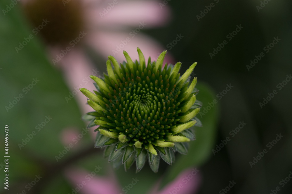 Noch nicht blühende Blume im Frühling Noch nicht blühende Blume im Frühling