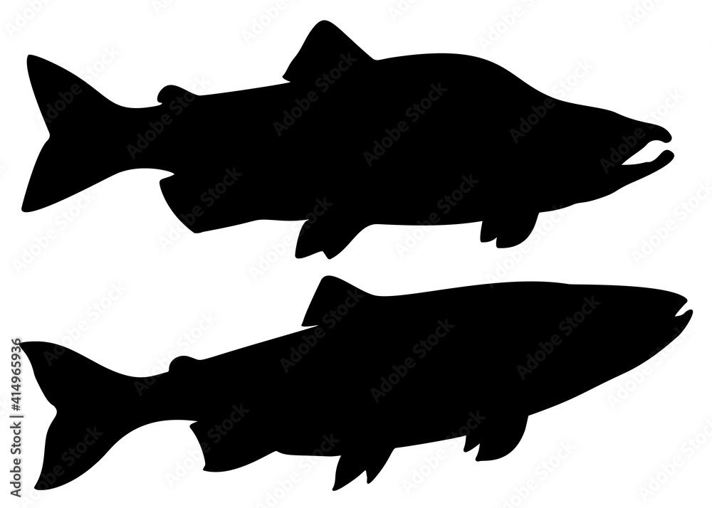 Pink salmon fish in the set. Female and male pink salmon. Pink salmon fish in the set. Female and male pink salmon.