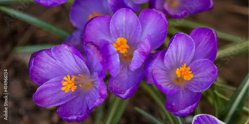 Purple flowering crocus isolated on blur background.