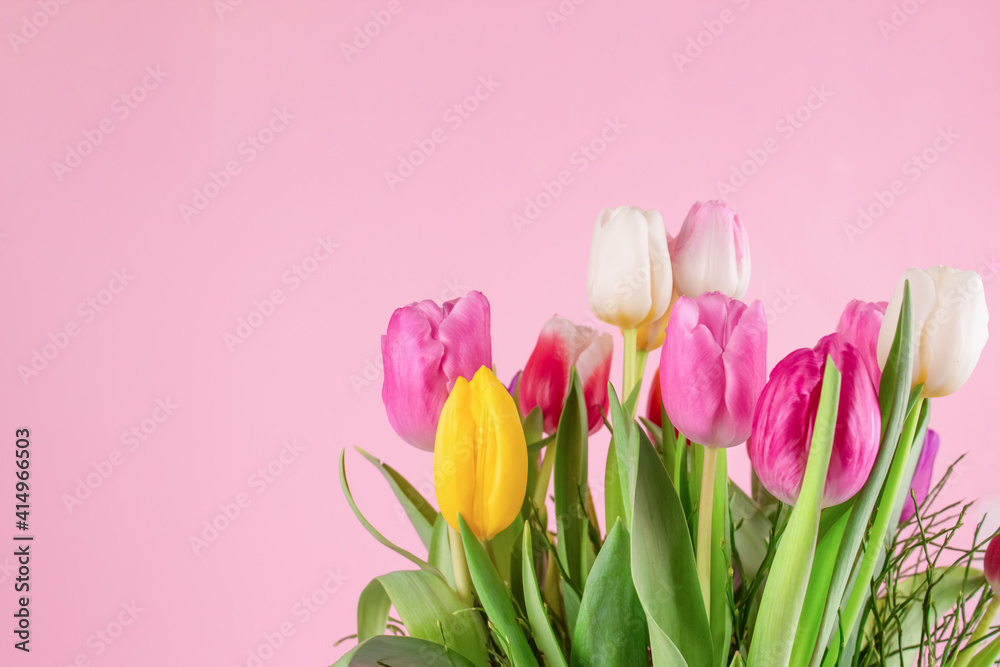 Beautiful colorful tulips on light pink background with copy space for text. Design for greeting card - Mother's Day, Women Day, 8 March or Valentines Day concept, selective focus Beautiful colorful tulips on light pink background with copy space for text. Design for greeting card - Mother's Day, Women Day, 8 March or Valentines Day concept, selective focus