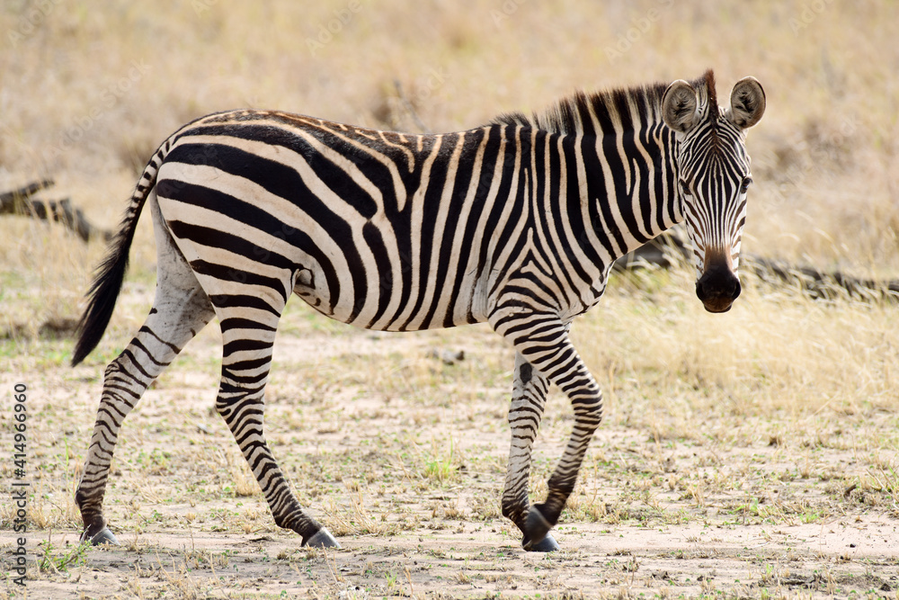 Zebras im Tarangire-Nationalpark in Tansania Zebras im Tarangire-Nationalpark in Tansania