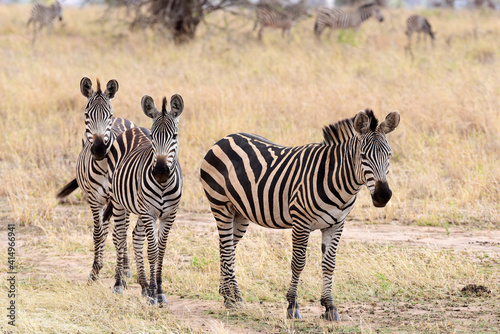 Zebras im Tarangire-Nationalpark in Tansania