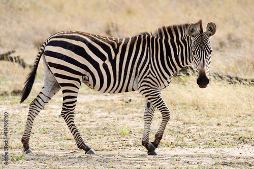 Zebras im Tarangire-Nationalpark in Tansania