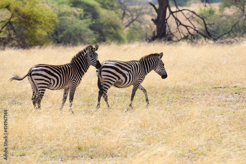 Zebras im Tarangire-Nationalpark in Tansania