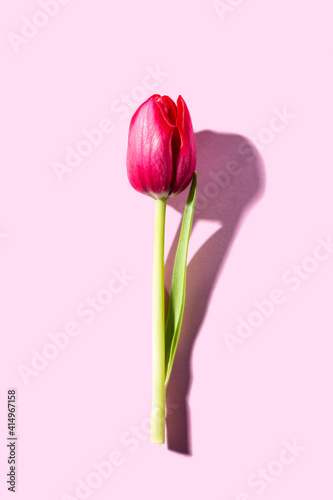 Pink background with dark pink tulip, Easter. Birthday, mother day greeting card concept with copy space. Top view, flat lay.