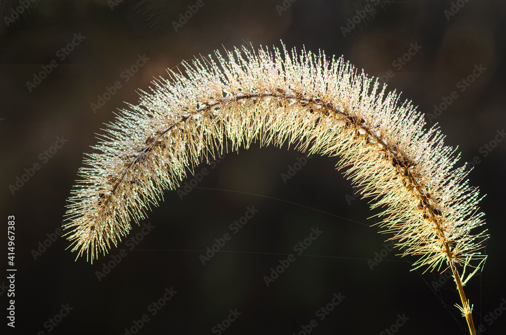 623-63 Grass Seed Head Backlit 623-63 Grass Seed Head Backlit