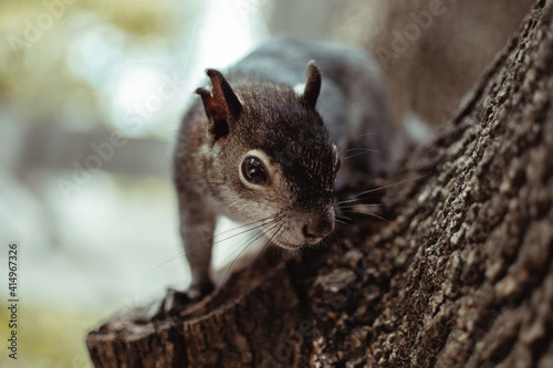 Retrato de una ardilla