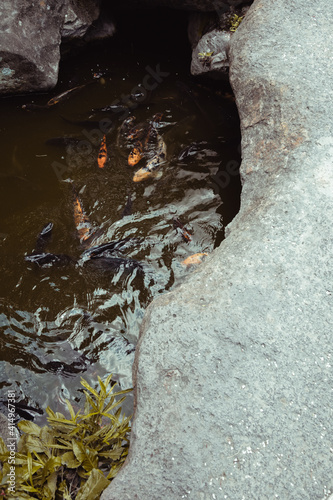 Estanque de peces koi 