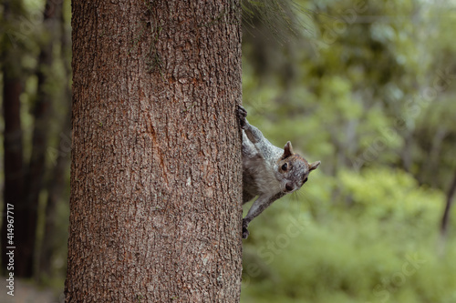 Ardilla en el bosque 