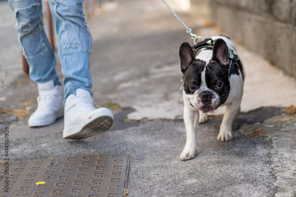 A hipster guy strolls with his French bulldog on a leash on the street. Detail on the dog and the feet of the owner. A hipster guy strolls with his French bulldog on a leash on the street. Detail on the dog and the feet of the owner.