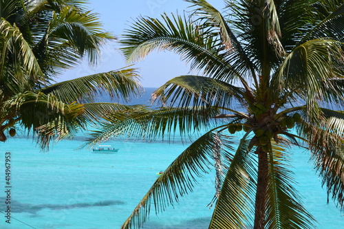 palm tree on the beach