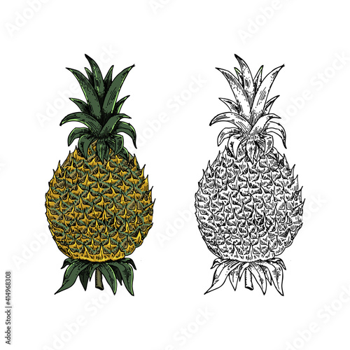 Handdrawn Pineapple