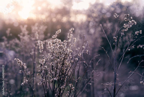 Flowers wild grass fields with sunlight shining in evening  Old stems of autumn grass with blurry bokeh background in evening on sunset with vintage tone.