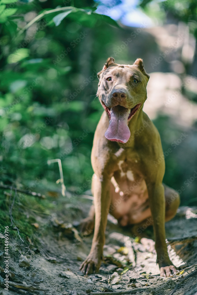 Young handsome pit bull terrier in the summer forest. Young handsome pit bull terrier in the summer forest.