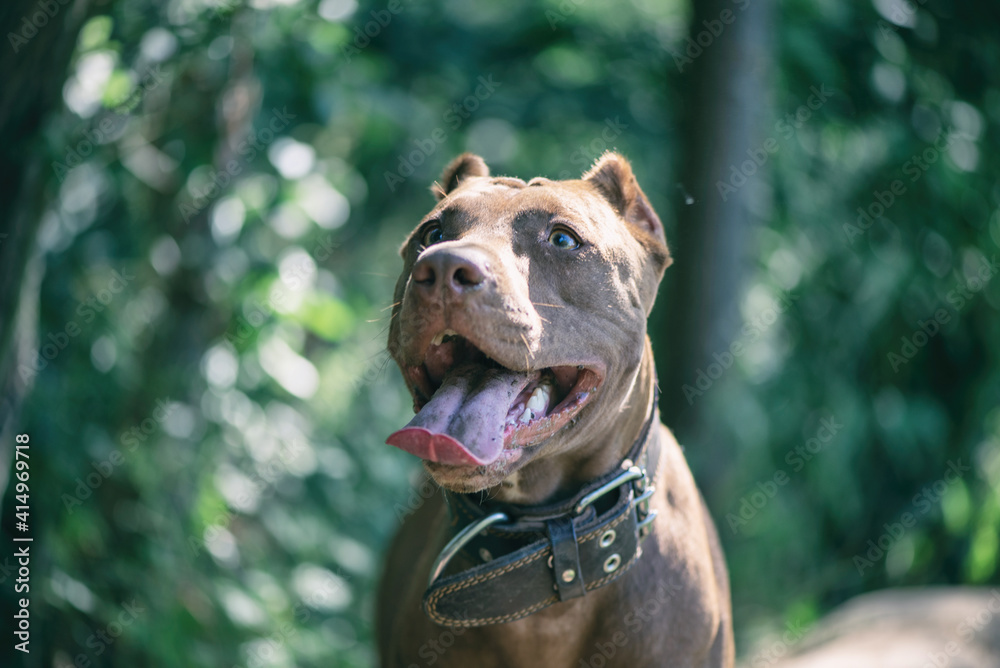 Young handsome pit bull terrier in the summer forest. Young handsome pit bull terrier in the summer forest.